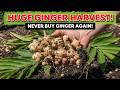 "Grow POUNDS of Ginger in Pots From Grocery Store Ginger! Never Buy Again"