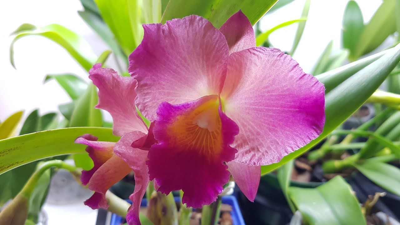 卡特兰的养护方法及管理