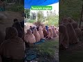Tausyiah singkat di kampungku #nazar #viralshort #tausyiah#@surauofficial