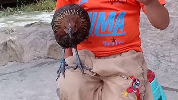 qaib qus hav zoov zoo nkauj