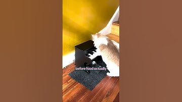 My Cat Is Obsessed With Playing The Piano | The Pack
