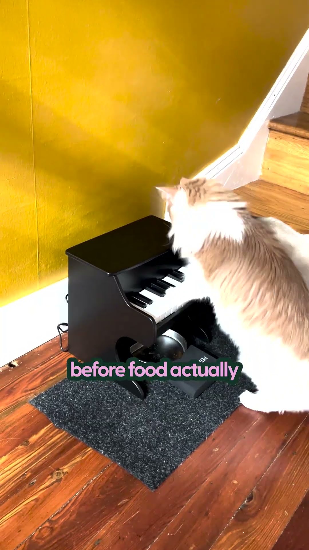 My Cat Is Obsessed With Playing The Piano | The Pack