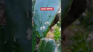 please support #jobbiehebriovlogs