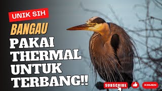 10 Fakta Unik & Menarik Tentang Bangau - Fakta Bangau - Fakta Unikku