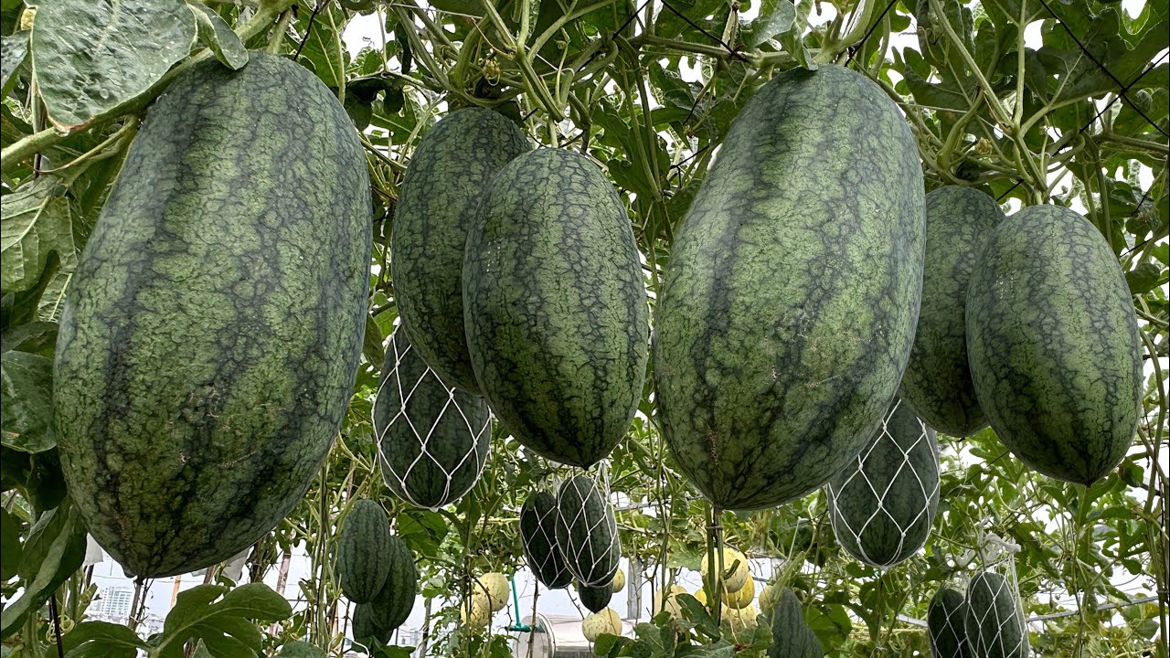 Cách Trồng Dưa Hấu Đơn Giản-Hiệu Quả phần 1