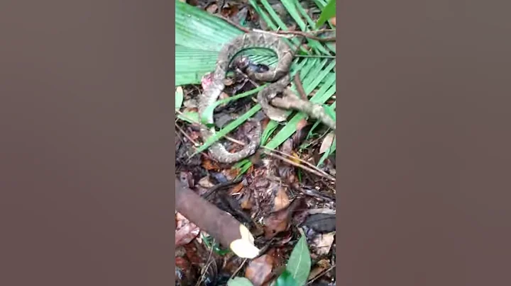 yellowjaw/tommyg...  most deadly. snake in Belize