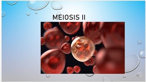How can you compare the cells at the end of meiosis II to cells at the end of meiosis I?