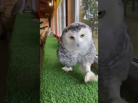 По ковровой дорожке