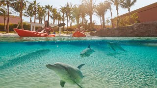 Dolphin Kayak | Exciting New Dolphin Experiences At Atlantis Aquaventure