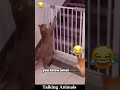 Talking Animals 😂 #funnyvideo #voiceover #petsoftiktok #lovedogs #funnytiktok #fyp #foryou