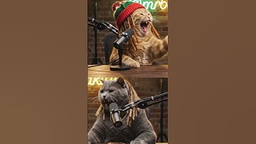 Mr.BakedKitty Shenanigans  #catlife #catlovers #catnip #catnipcraze #catshorts #catvideos