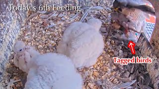 #95🦅🐥20°🐥20°🐥16°🥚Amersfoort🇳🇱Falcon Nest 2026／Joris💗1PF／Onze Lieve Vrouwevoren／by OLV Toren