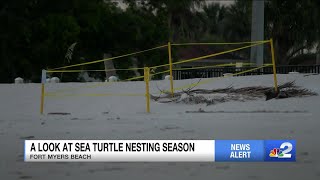 Sea turtle nesting season off to slow start on Fort Myers Beach by NBC2 News 414 views 1 day ago 2 minutes, 51 seconds