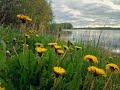 &quot;КУКОВАЛА КУКУШКА&quot; (Фото В. Мастера (Вел. Новгород), музыка Аскольда Мурова - Поёт Альбина Гагарина)