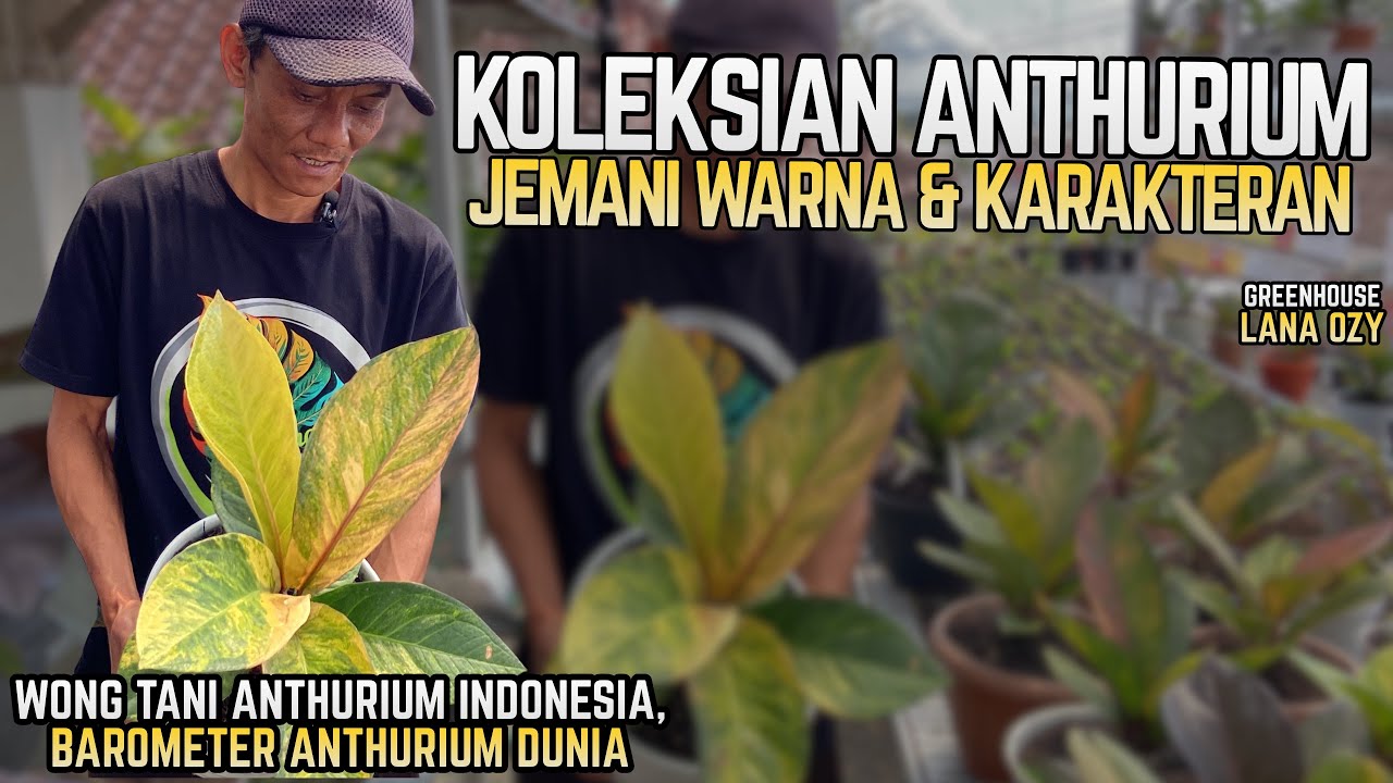 ANTHURIUM JEMANI WARNA RED PINK DAN ANTHURIUM KOLEKSIAN | GREENHOUSE LANA OZY #part1