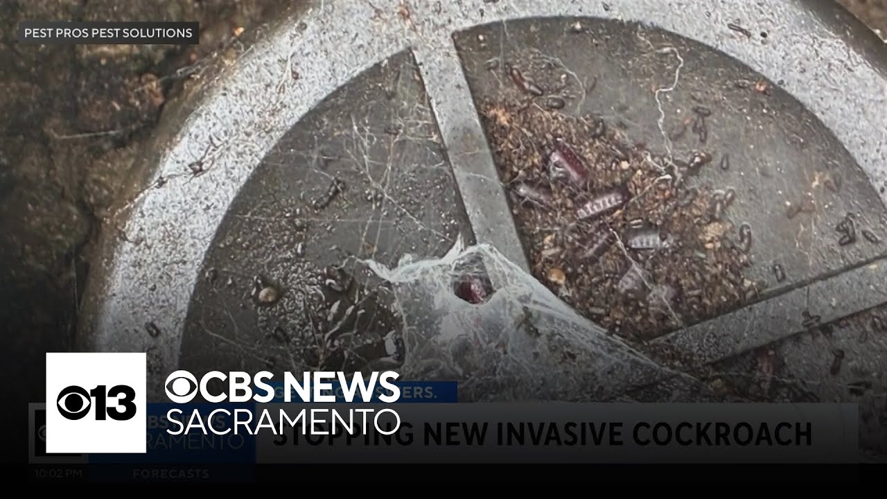 Experts say invasive cockroach species is thriving in Sacramento's growing suburbs
