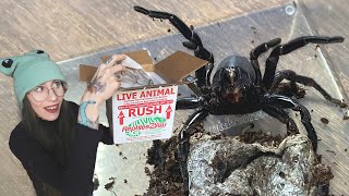 ANGRY & DRAMATIC! Trapdoor Spider Unboxing from Hardcore Arachnids!