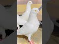 part 145/ Types of pigeon in the world