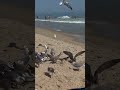 Gaviotas ambrientas