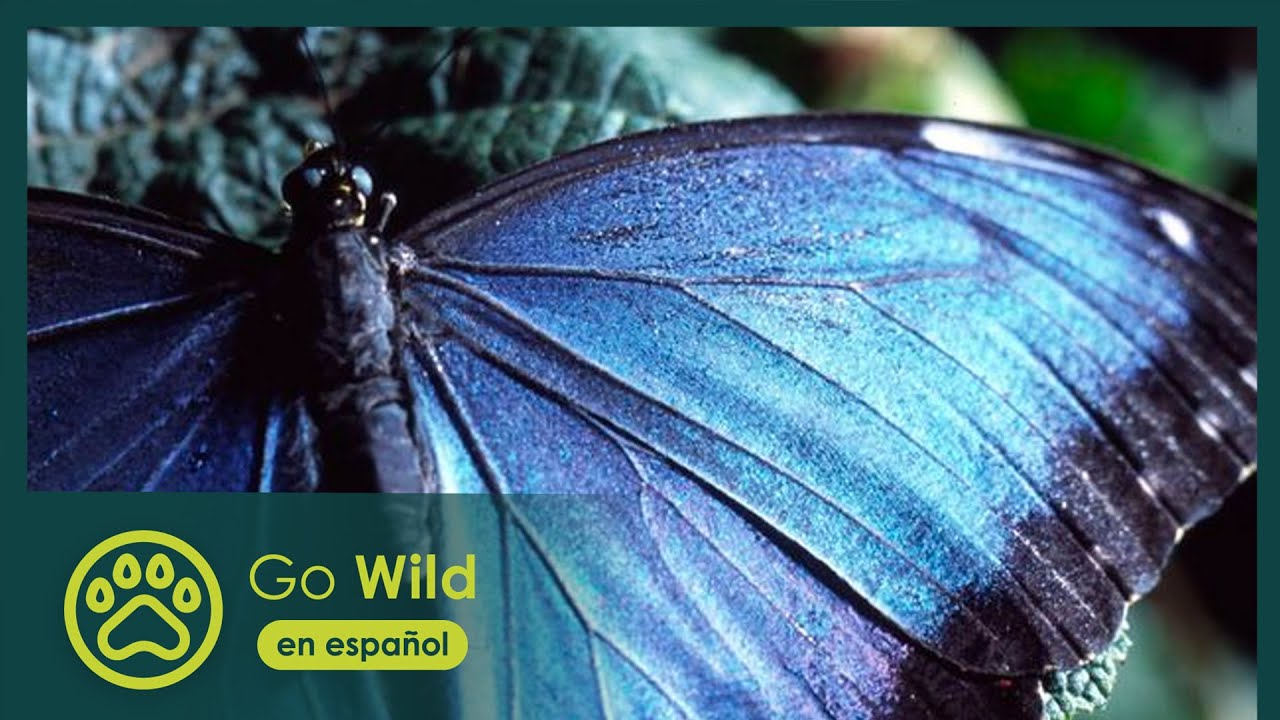 Magia del Movimiento - Tecnología Natural 1/3 - Go Wild (en español)