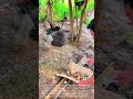 Smart Way to Collect Pheasant Eggs: Farm Life Hacks