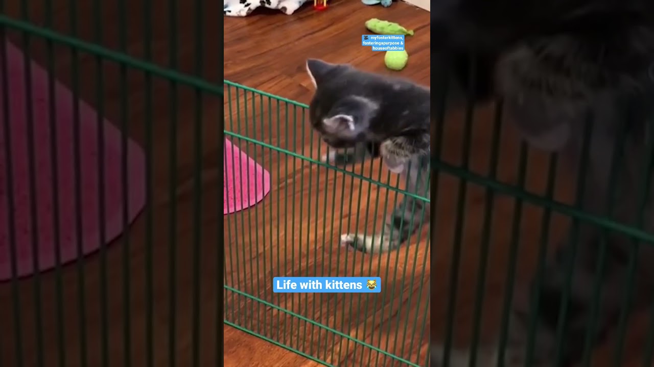 ⁣Life With Kittens | The Dodo