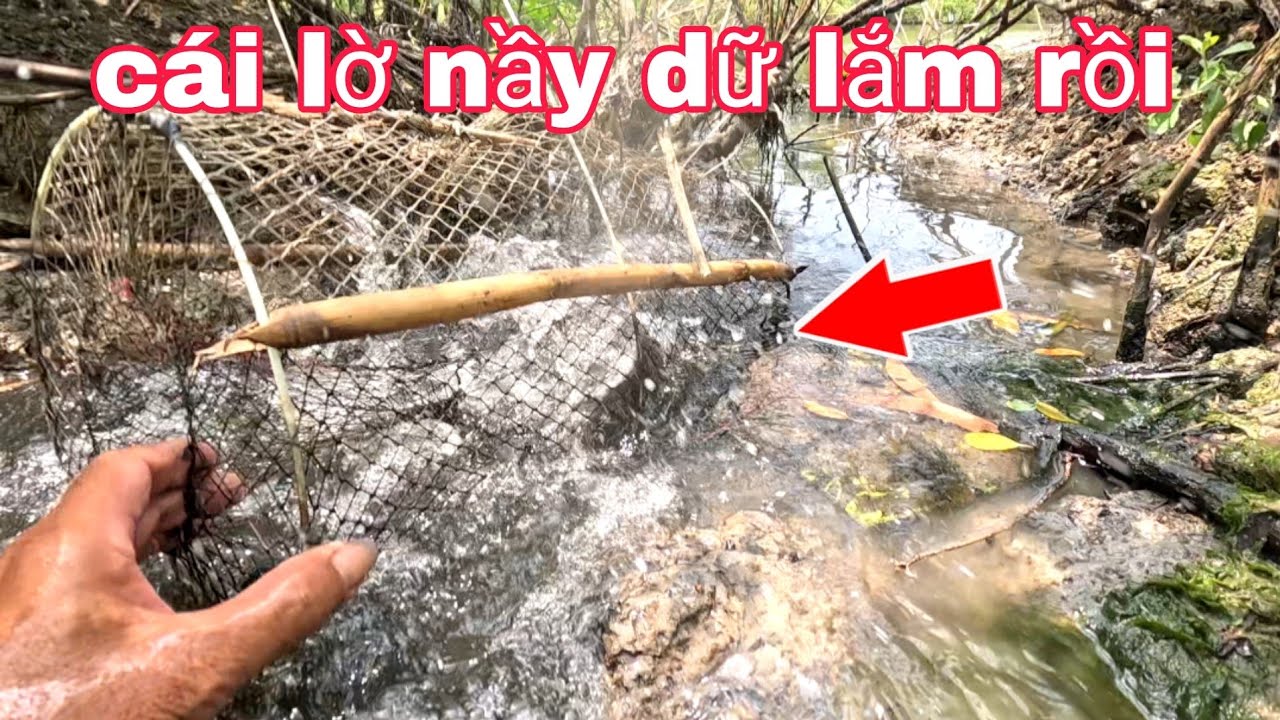 Trúng Ổ Cá Rồi 