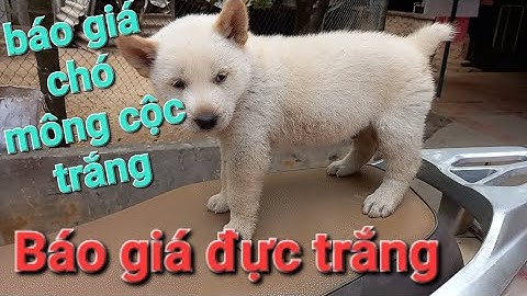 báo giá đực trắng báo giá chó mông cộc trắng