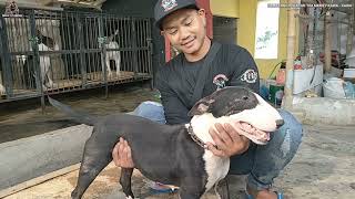 KOLEKSI INDUKAN BULLTERRIER SULTAN SUPER MADEP TIM MEMEY KAWA  KAWA KATAPANG