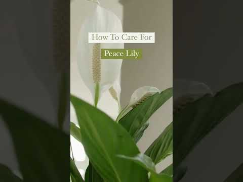 How to make peace lily plant healthy?  #peacelily