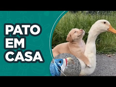 Vídeo: O que é um pato doméstico?