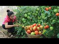 Countryside Life TV: Pick round tomato for cooking / Sour fish soup recipe