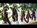 The Method Of Growing Plastic Bottle Eggplants Produces A Lot Of Large Fruits