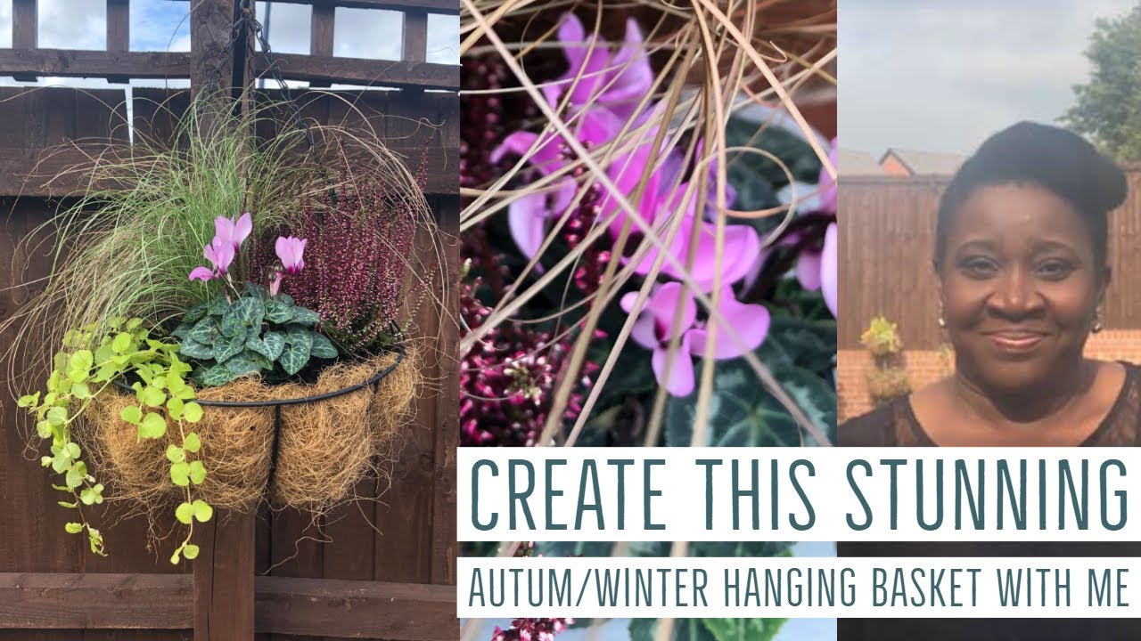 How to create this stunning Autumn/Winter Cyclamen Hanging Basket