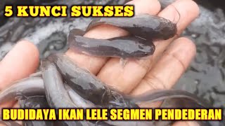 5 KUNCI SUKSES BUDIDAYA PENDEDERAN IKAN LELE