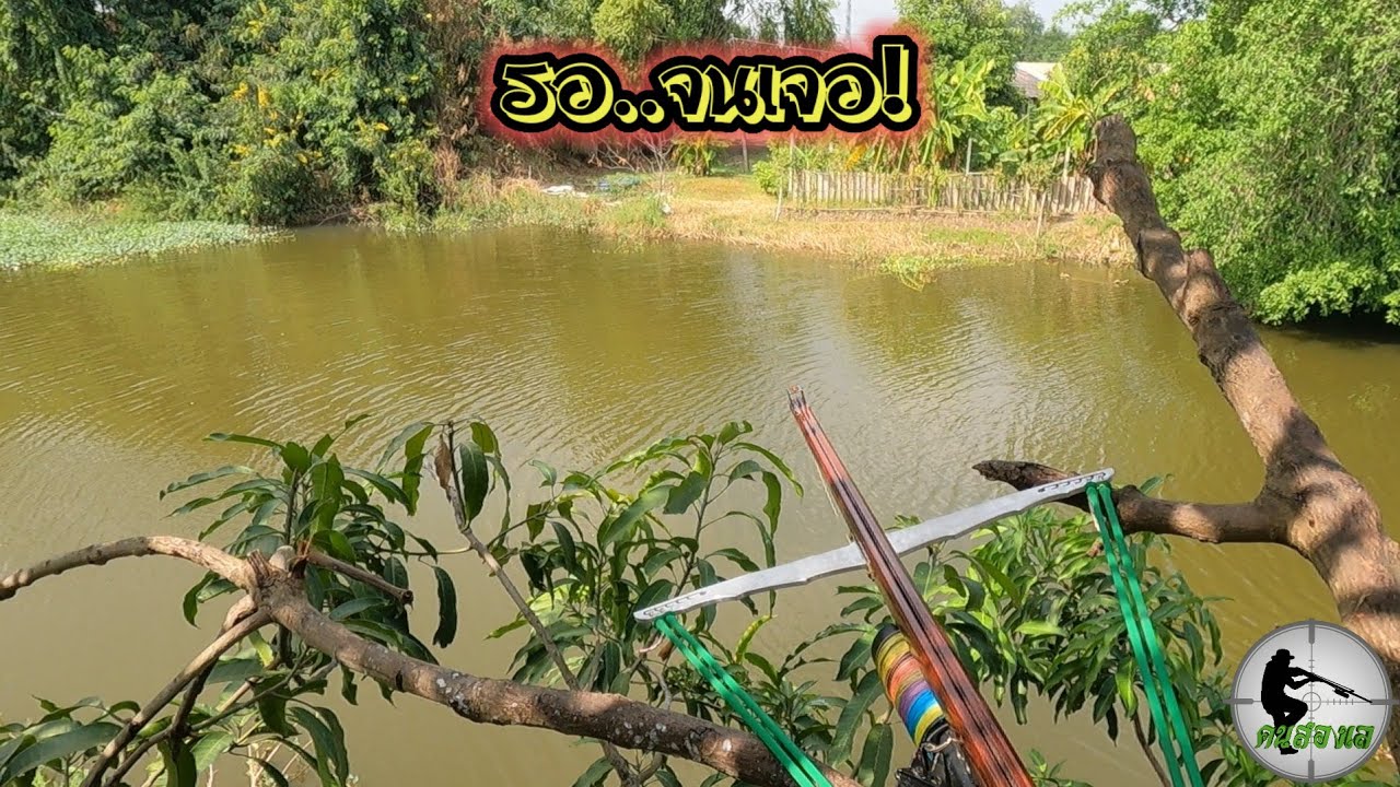 Shooting fish ยิงปลาคลอง ช่วงนี้น้ำลง ปลาเริ่มกลับลงคลอง Ep.269 YouTube