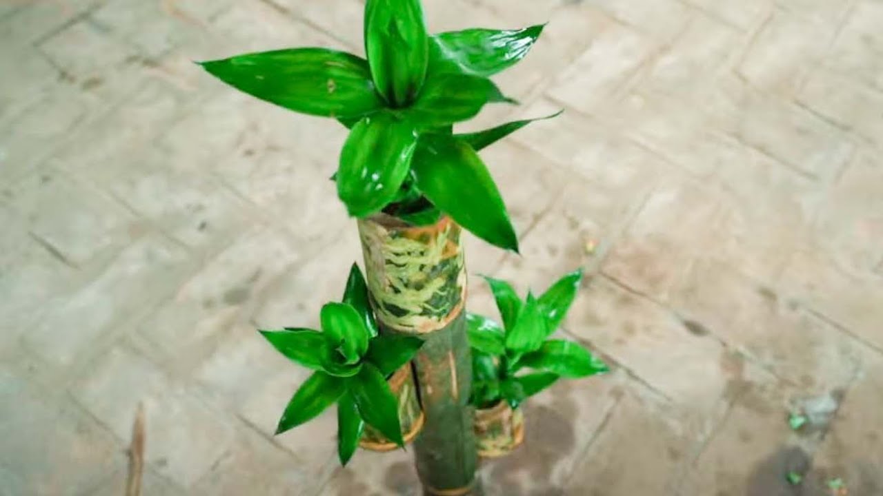 Great ideas How to make Bamboo Plant Pots Garden Decor YouTube