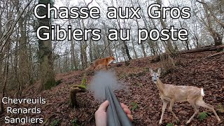 Chasse aux Gros Gibiers (Chevreuils, Renards, Sangliers)