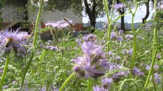 Facelija In Čebele - Bee On Facelija