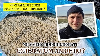картинка: Чи є сенс підживлювати сульфатом амонію?