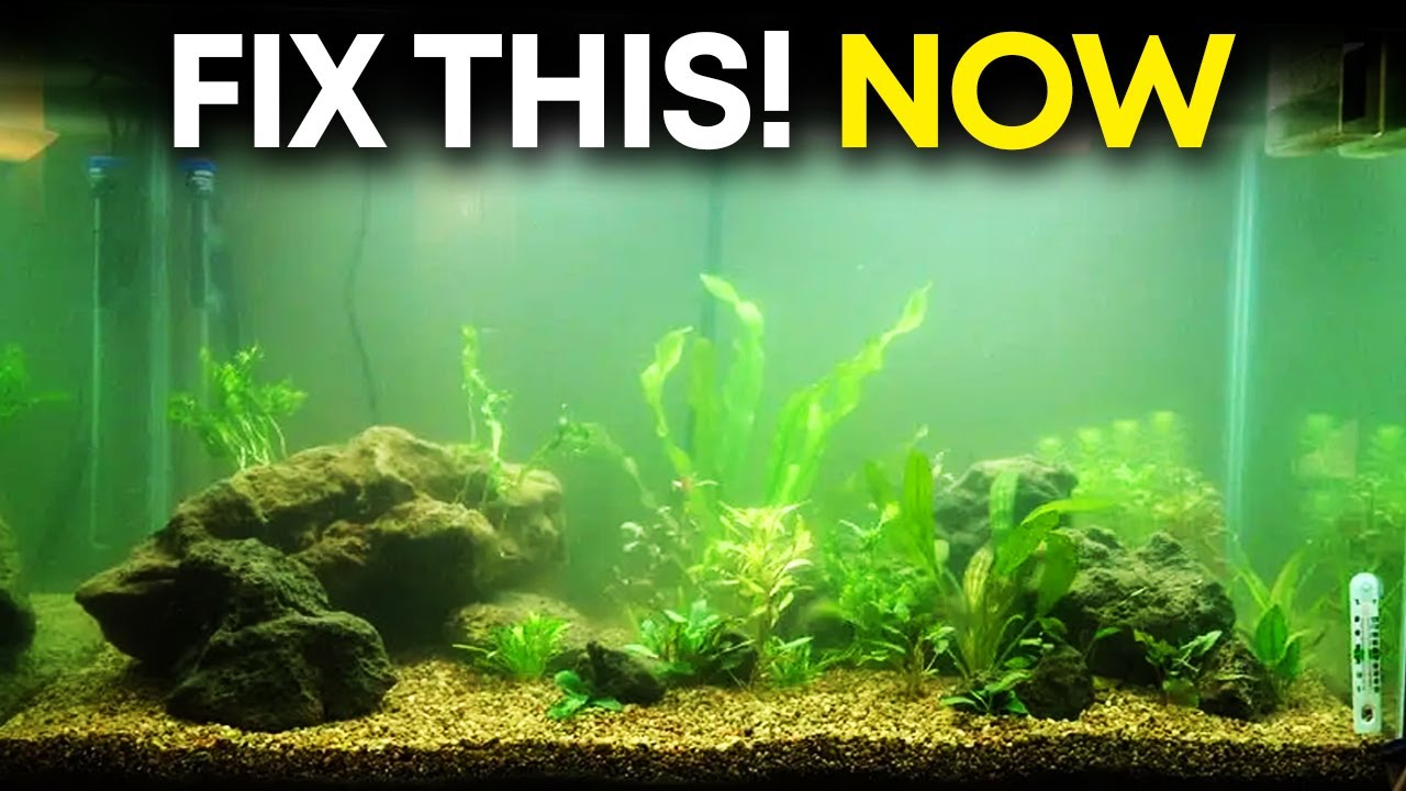 Cloudy Water in Aquarium - How to Fix Your Hazy Aquarium