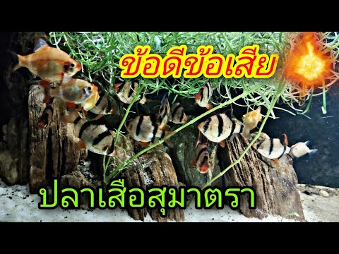 ข้อดีและข้อเสียเมื่อเลี้ยงปลาเสือสุมาตรา#NCO544
