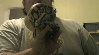 Snakes 2009