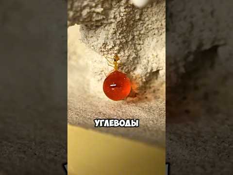 🐜🍯 Муравьи, которые превращаются в живые банки с мёдом! #youtubeshorts
