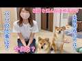 視聴者さんの気になる質問に答えてみた！柴犬と飼い主が答えます！