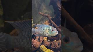 Наннакара неоновая 🐟