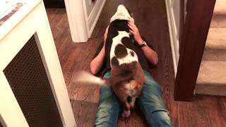 basset hound greets owner!