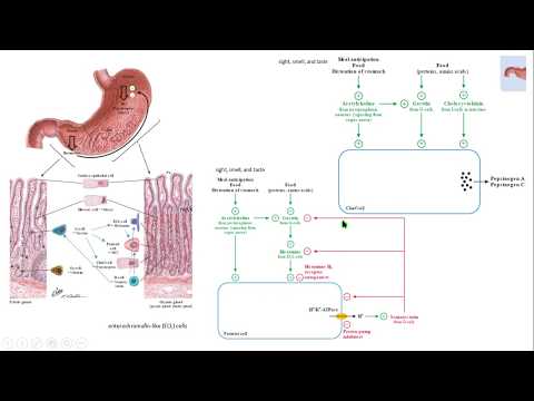 ghrelin gastrin pepsin HCl somatostatin gastric omeprazol cimetidin digestion biochemistry bioquímic