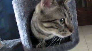 TAG: Домашний любимец. Мой кот. TAG: Домашний любимец. Мой кот.