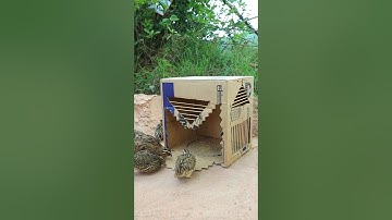 Creative Bird Trap - Quail Trap #bird trap technique #shorts_video